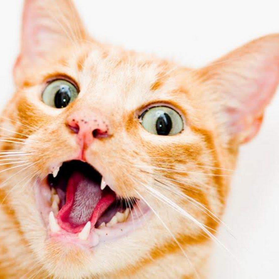 Испуганный кот Мем