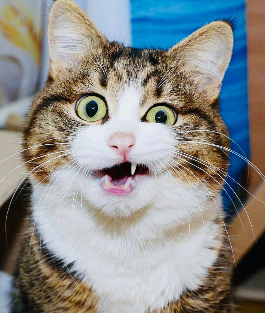 Удивленный рыжий кот