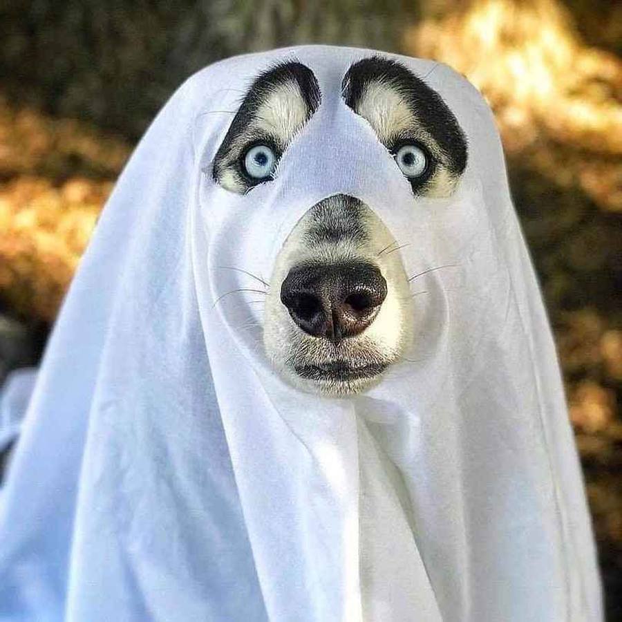 Смешное приведение