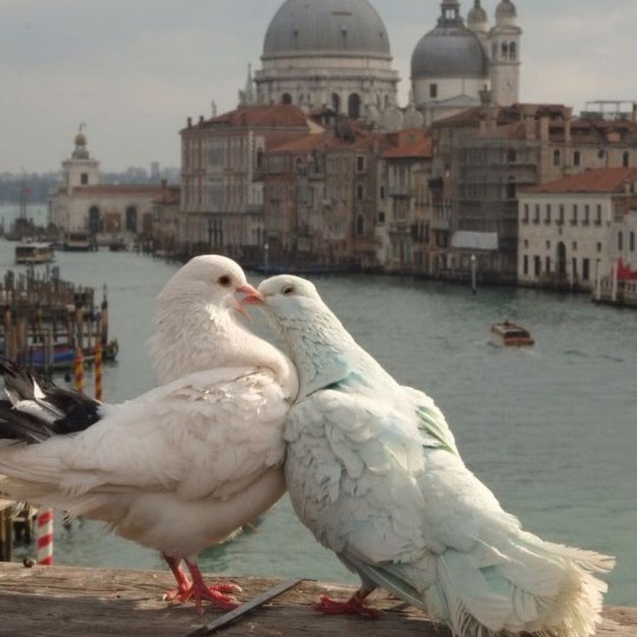 Белый голубь