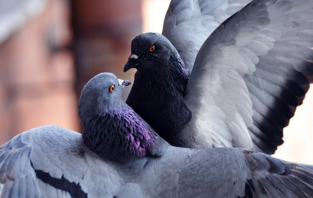 Голуби сиреневые