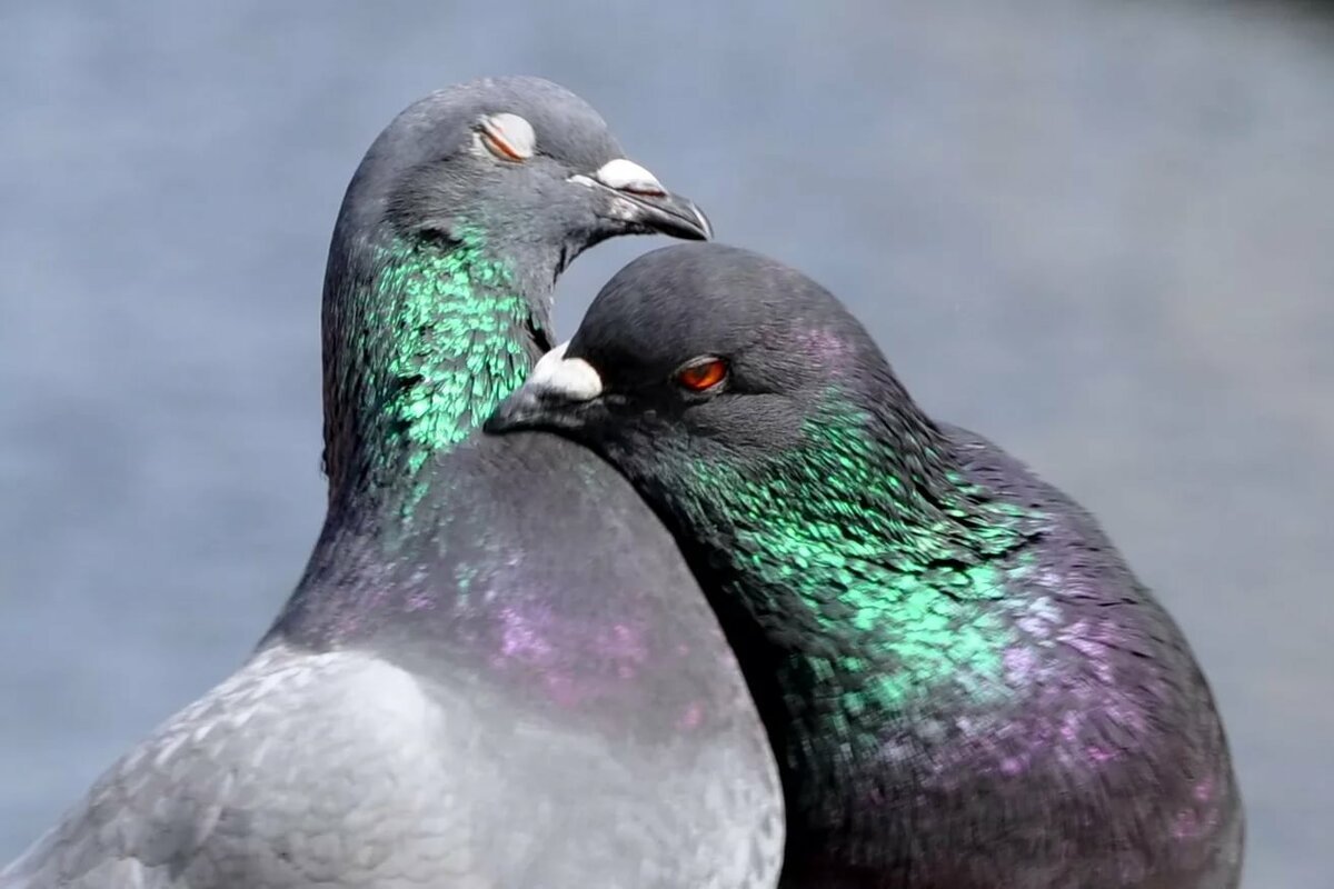 Красивые голуби