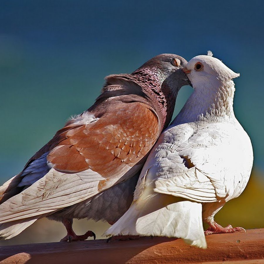 Вольский Турман вислокрылый