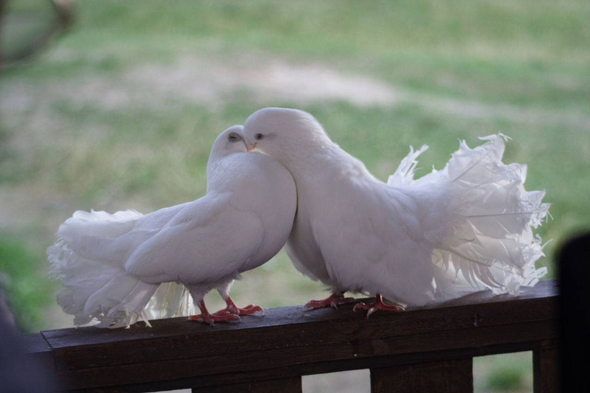 Голуби воркуют