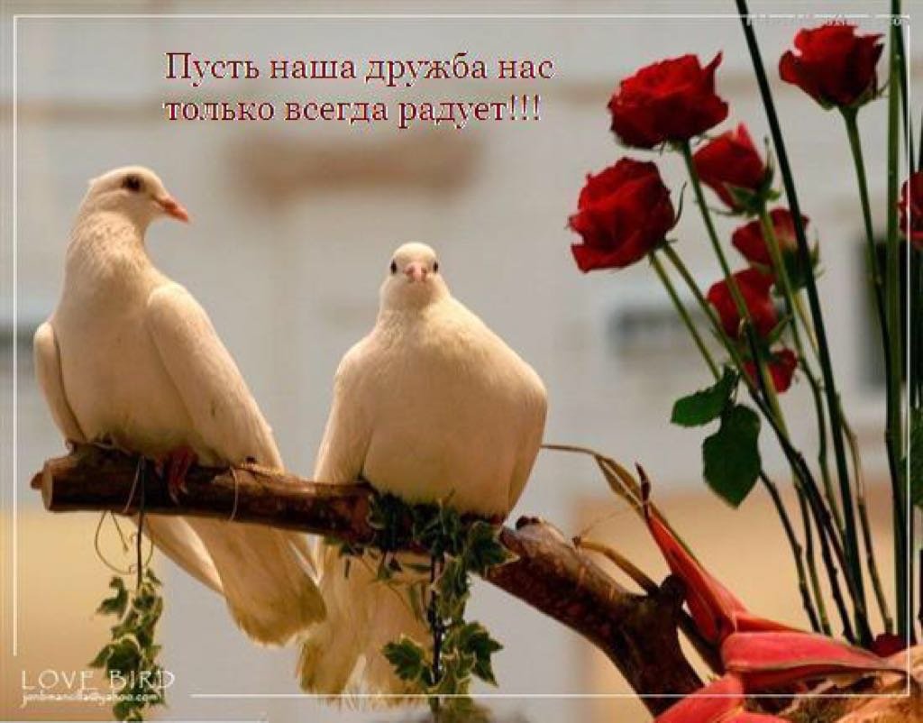 Нежный голубь