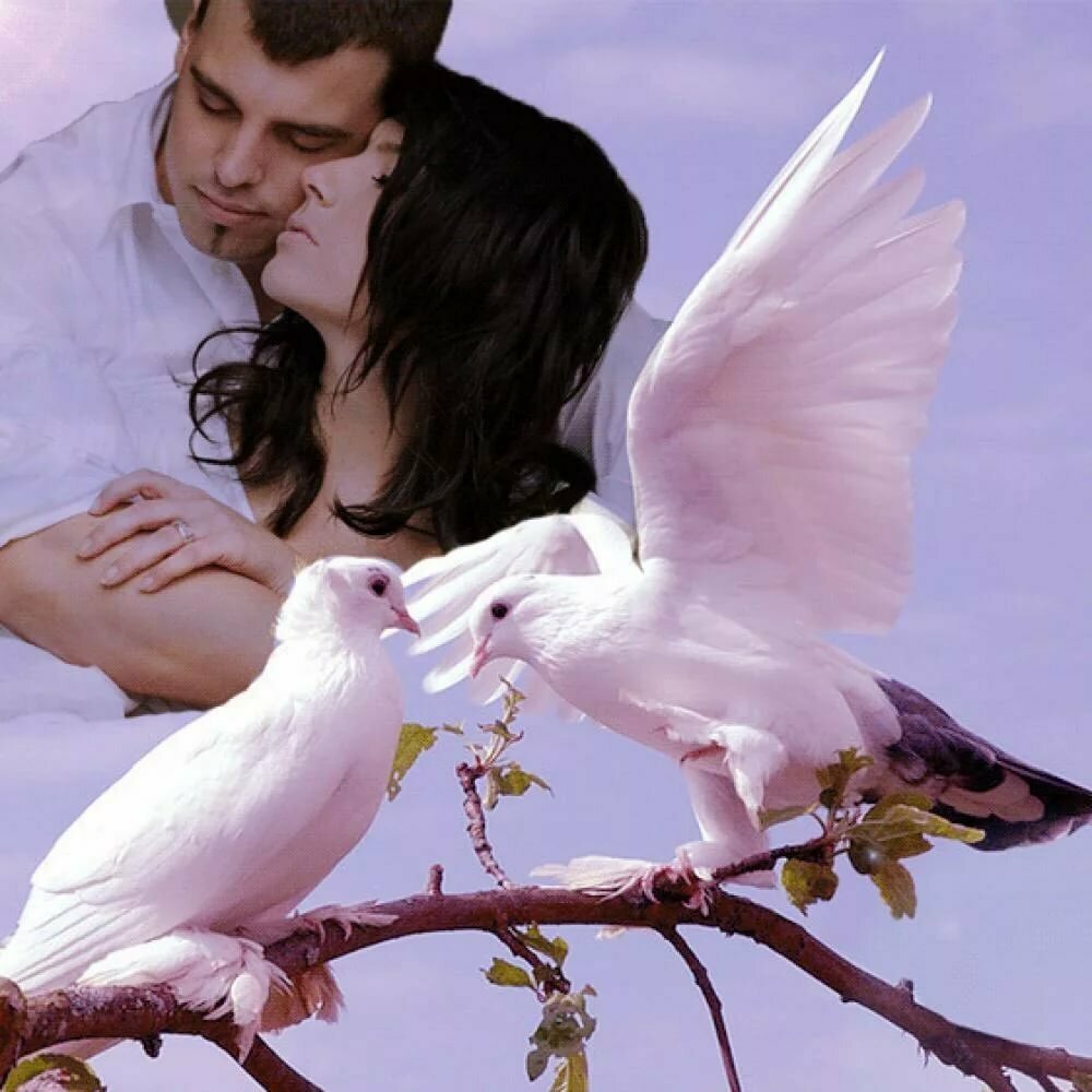 Романтические голуби