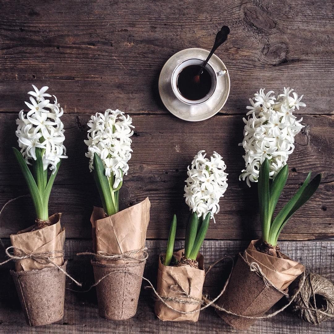 Гиацинты в интерьере