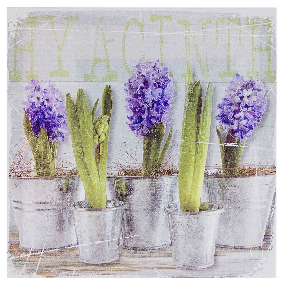 Леруа Мерлен гиацинт