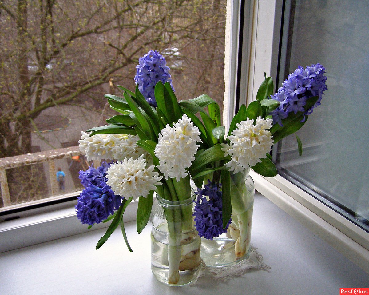 Гиацинт на подоконнике