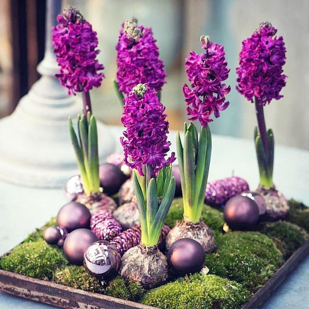 Канала растение