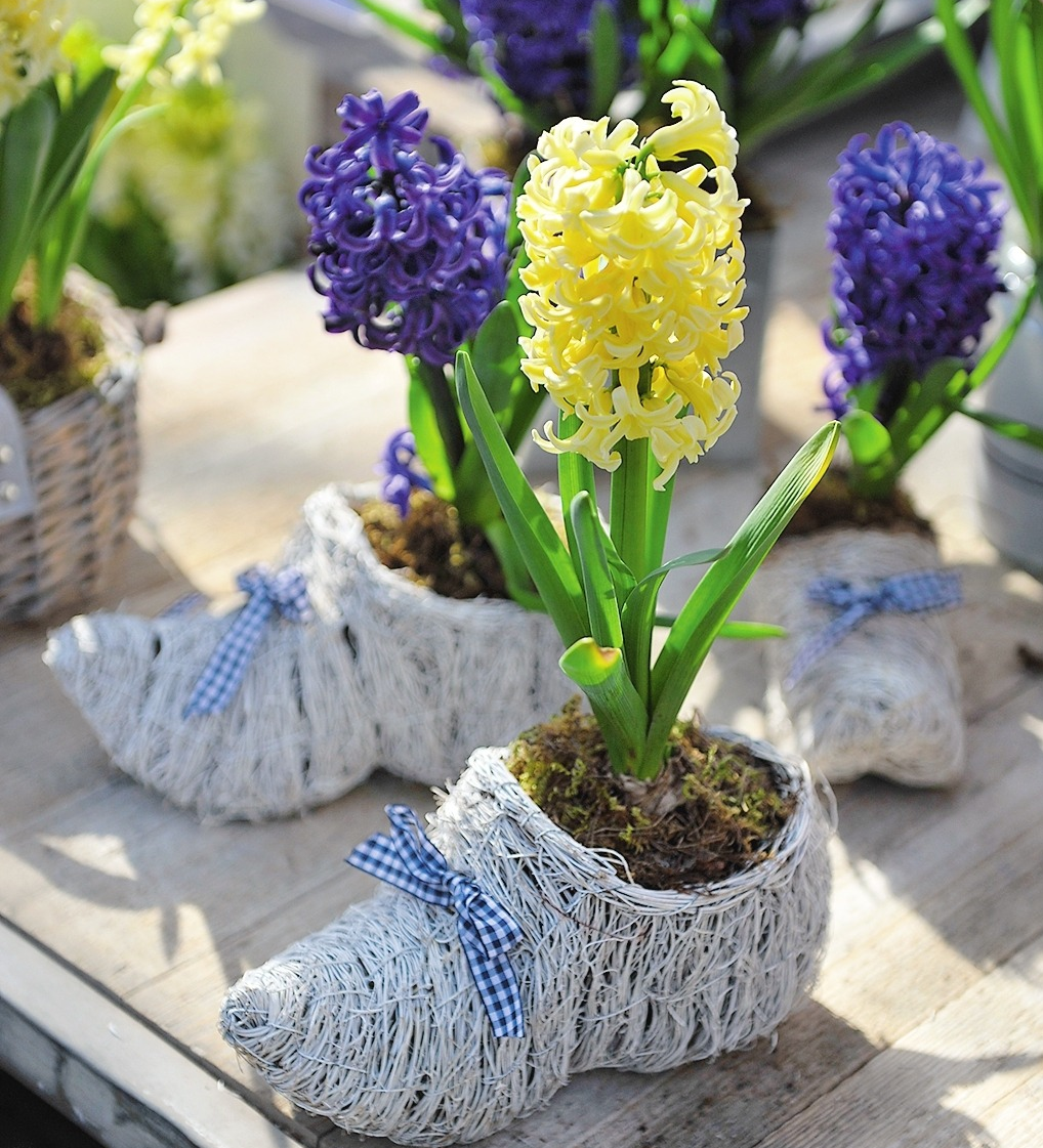 Мускари Крокус тюльпан гиацинт