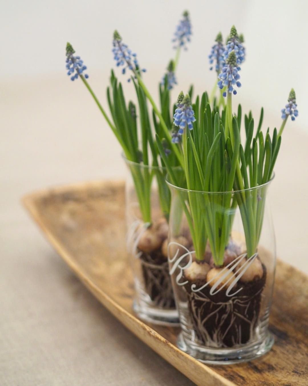 Луковицы мускари