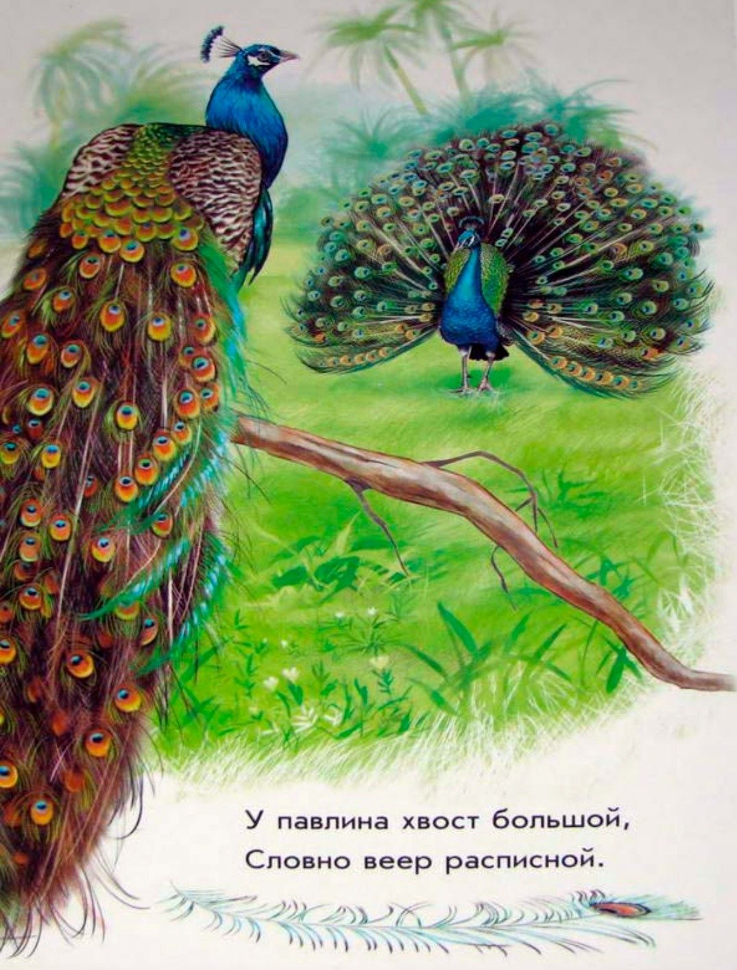 Сказочная птица