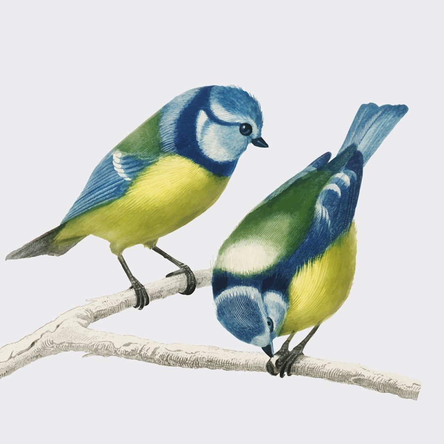 Синица на прозрачном фоне