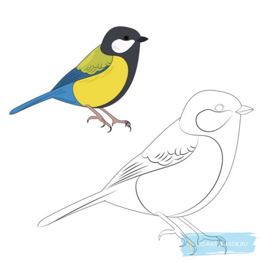 Большая синица и синица лазоревка