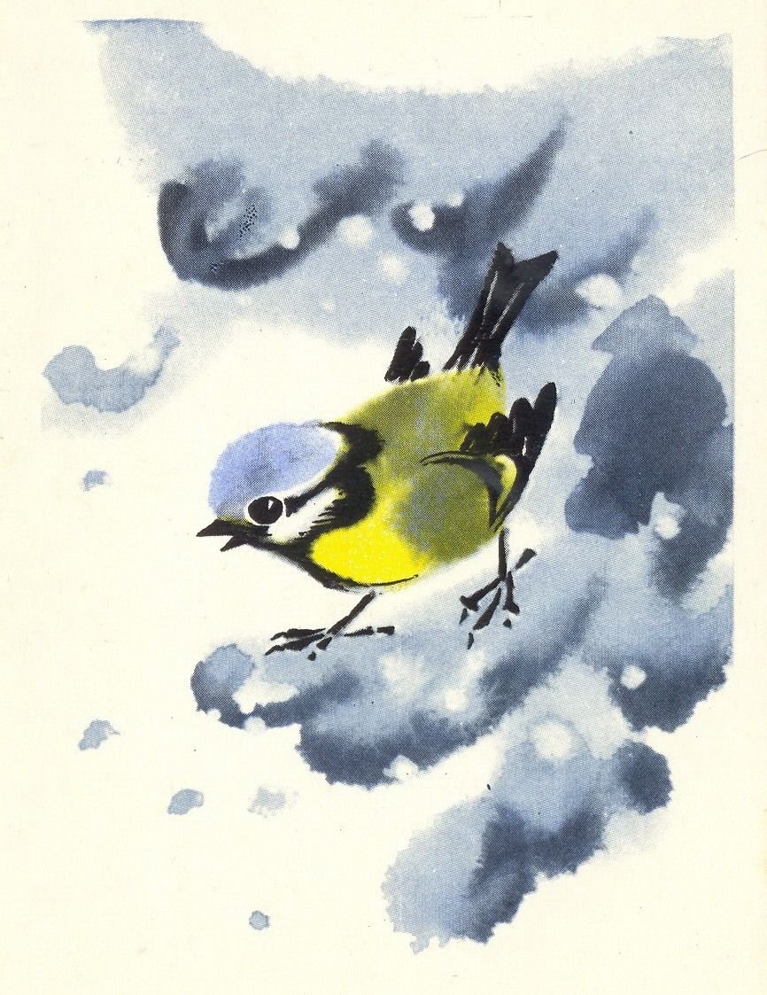 Синица цветными карандашами