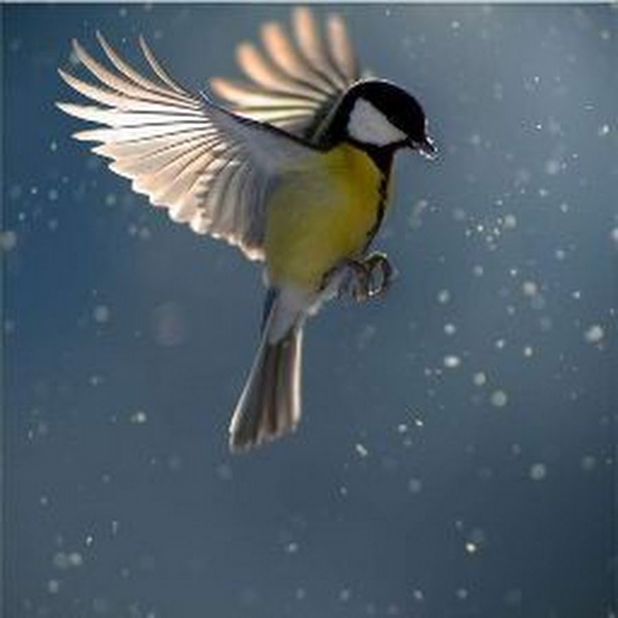 Синичка для детей