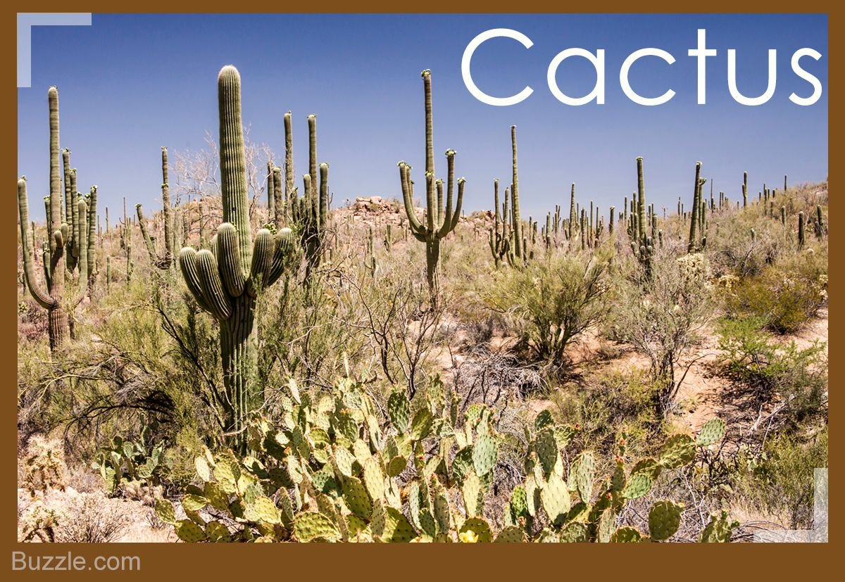 Ксерофиты Африки