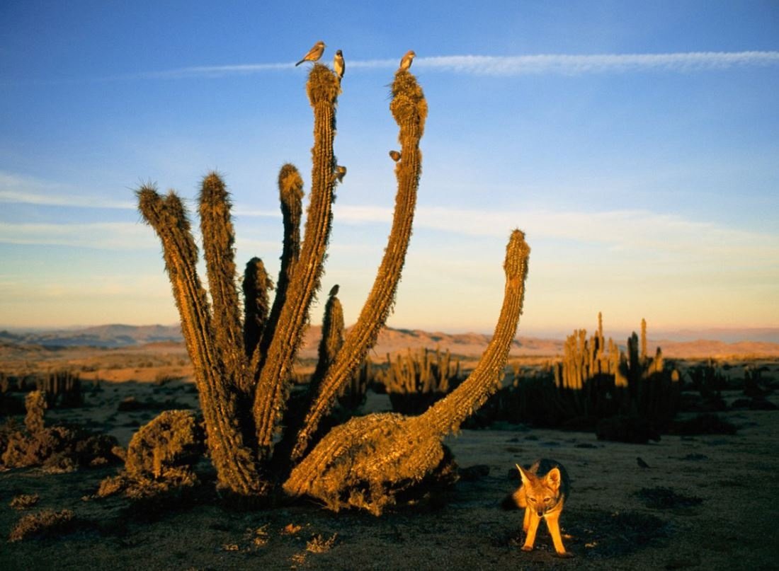 Селин растение пустыни