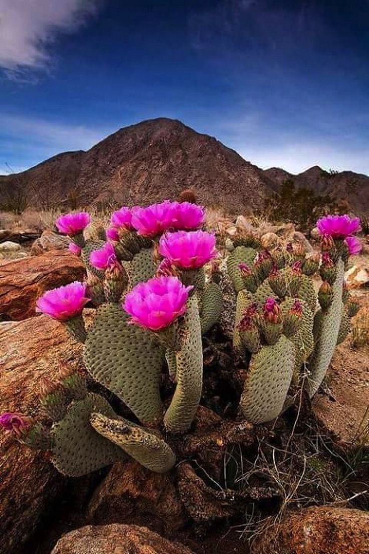 Флора полупустынь