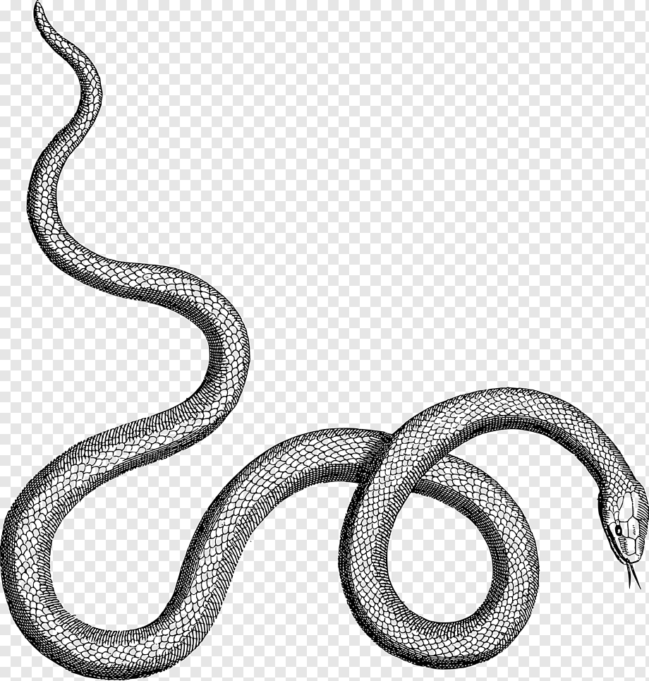 Змея на прозрачном фоне