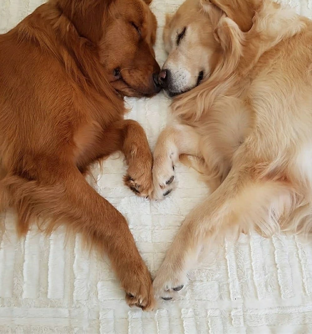 Собаки любовь