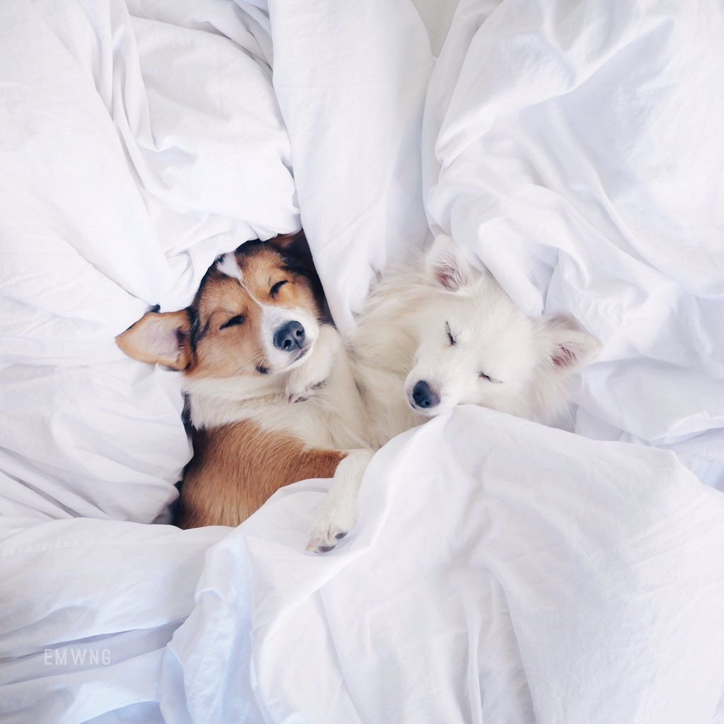 Мультяшный кот и пес