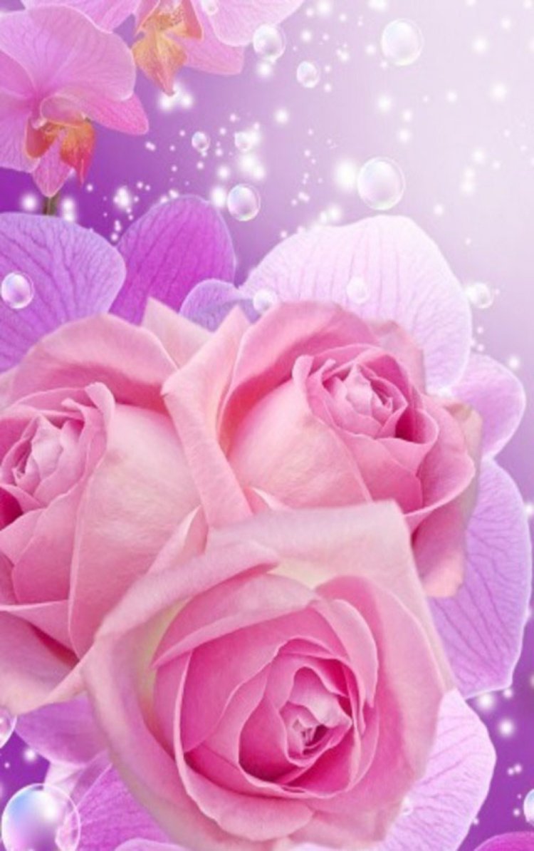 Красивая роза в росе