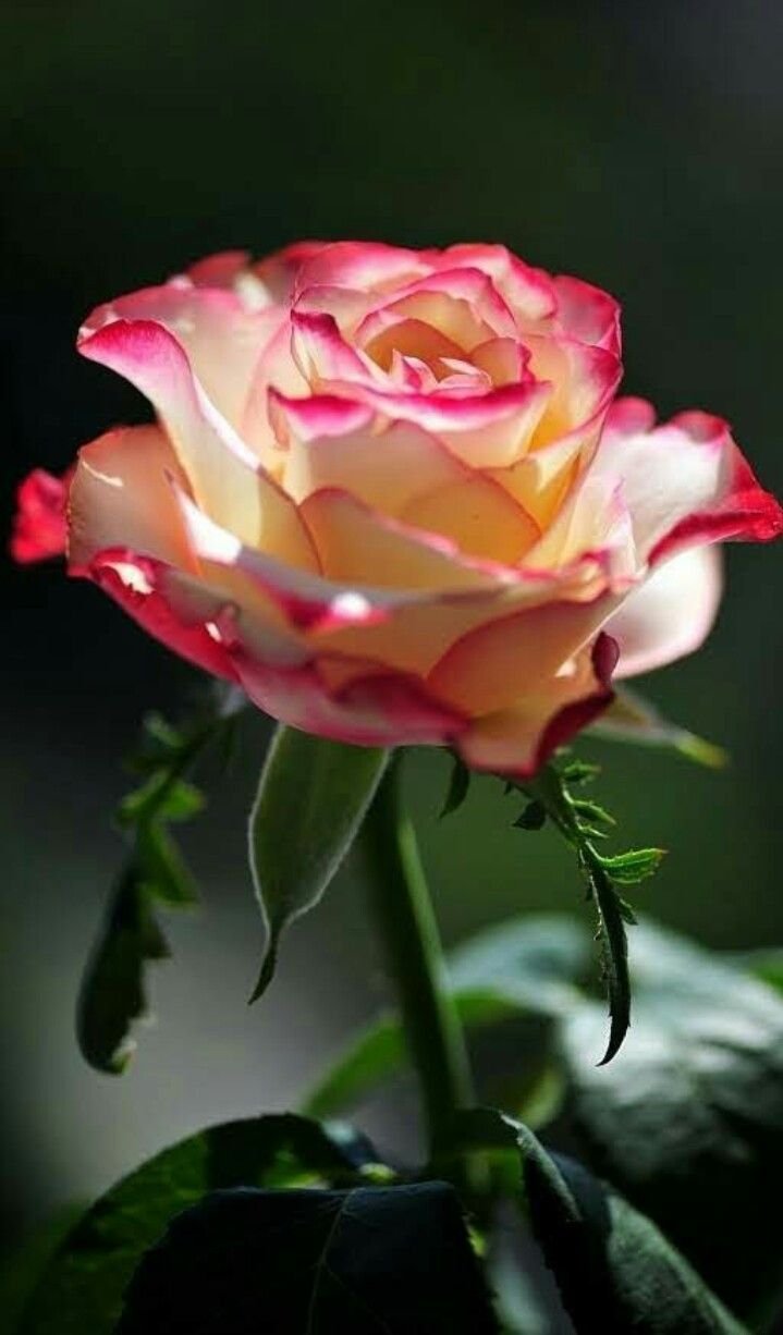 Роза с каплями воды