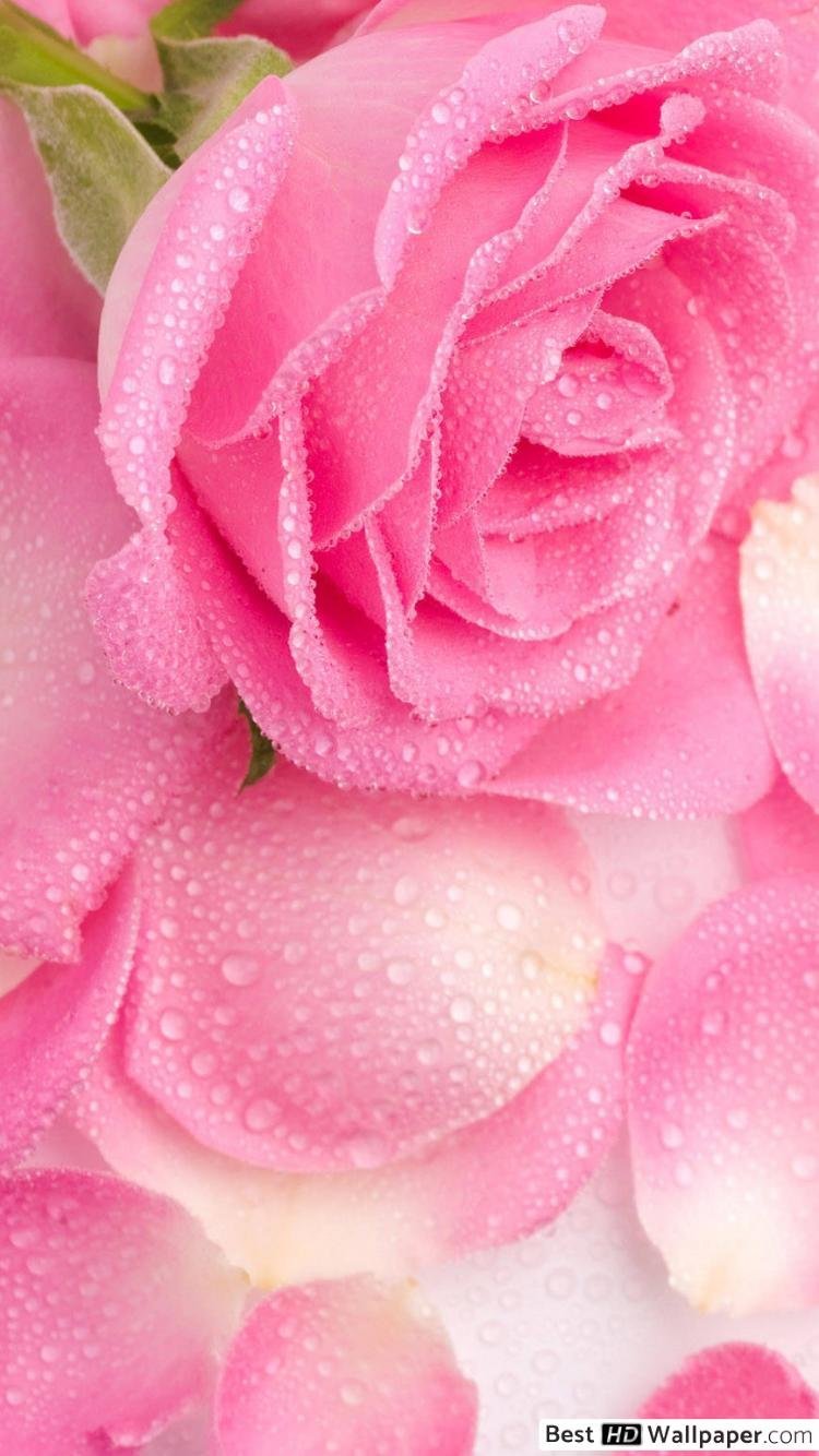 Красивые цветы вертикально