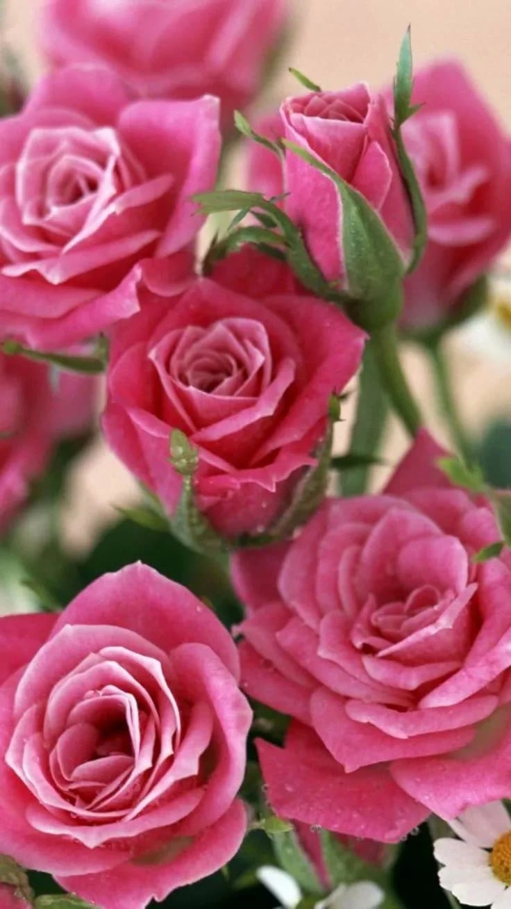 Красные розы на айфон