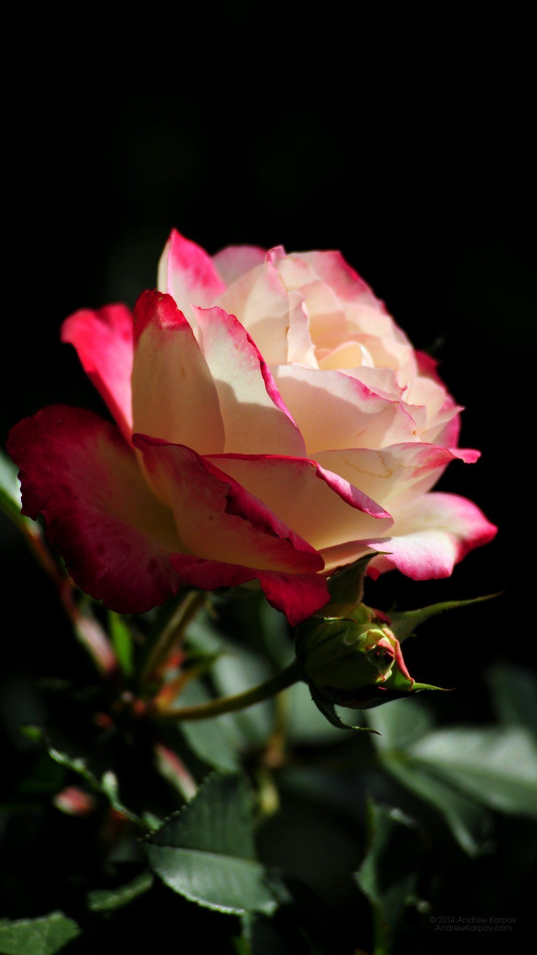 Розы на экран телефона