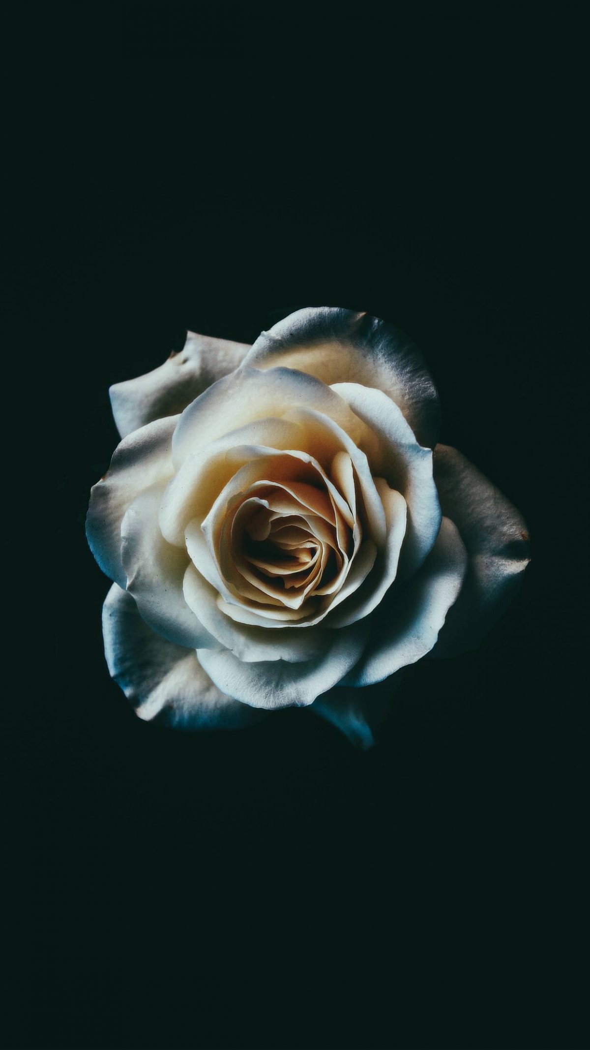 Красные розы