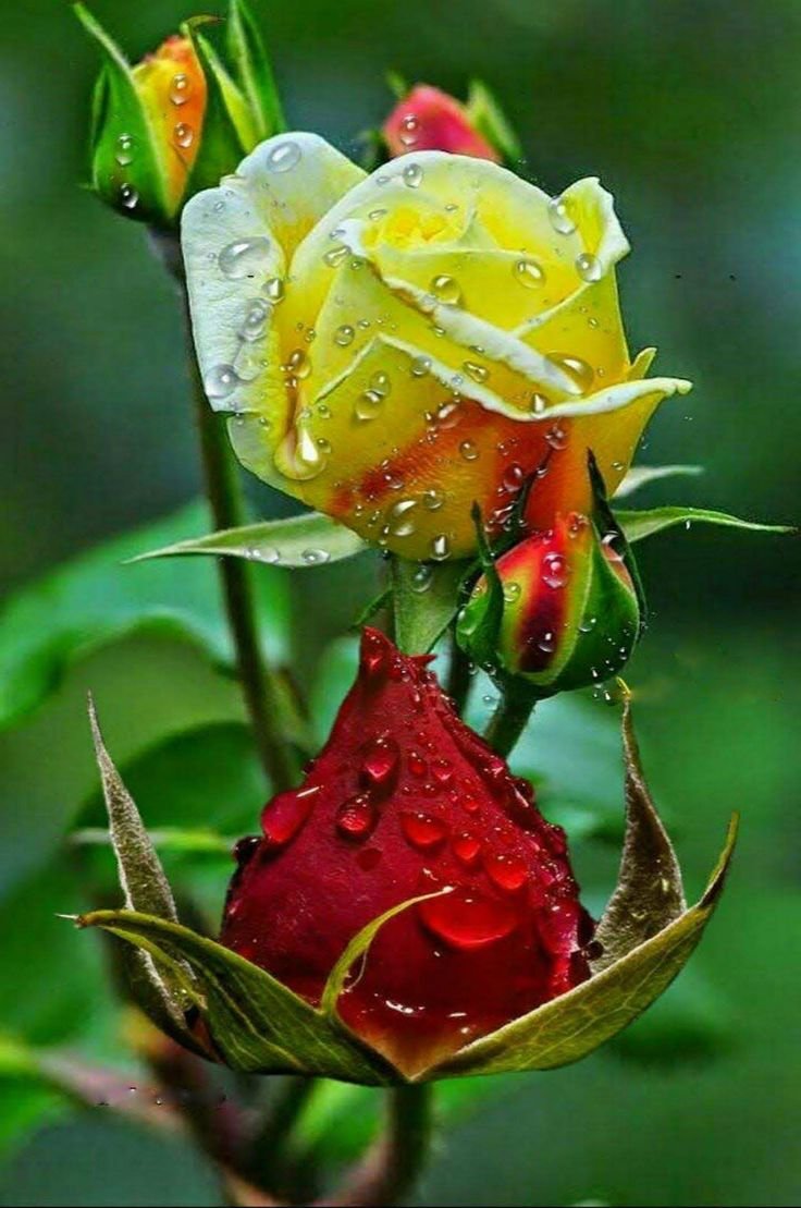 Красивые букеты вертикальные