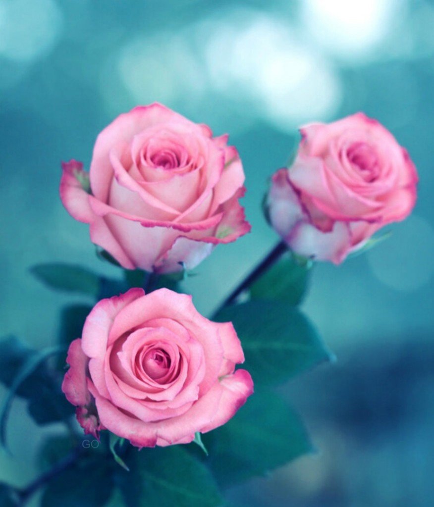 Цветы вертикальные