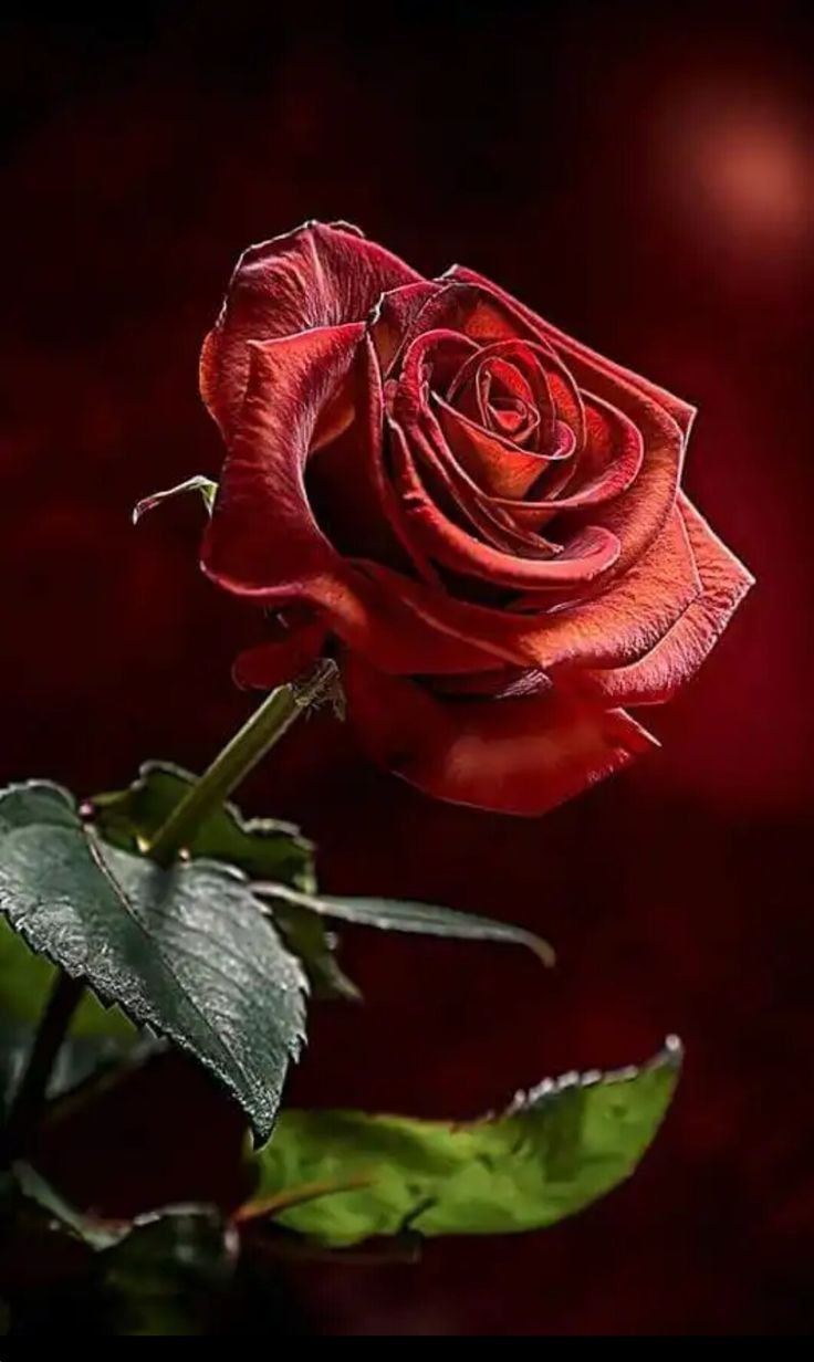 Море цветов роз