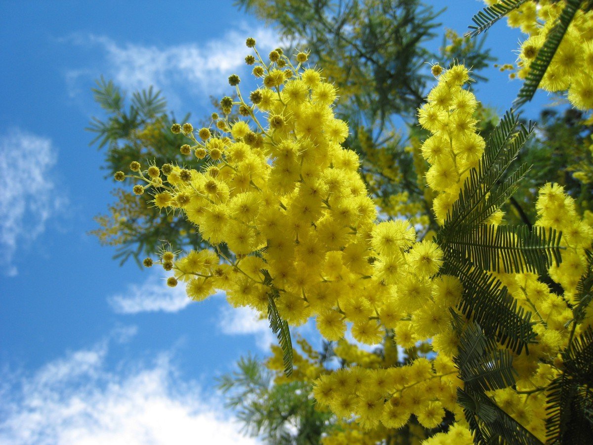 Мимоза и первоцветы