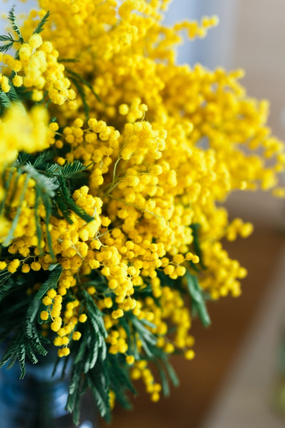 Цветение мимозы