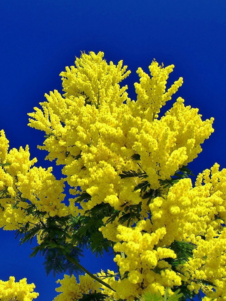 Мимоза куст