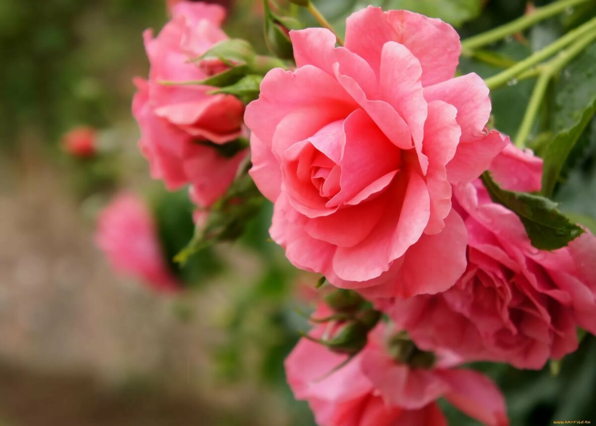 Пожелания счастья и добра