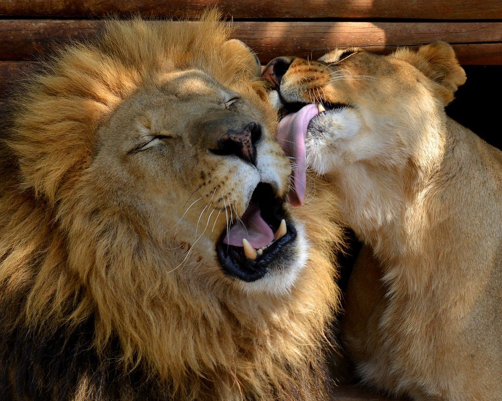 Лев и львица отношения