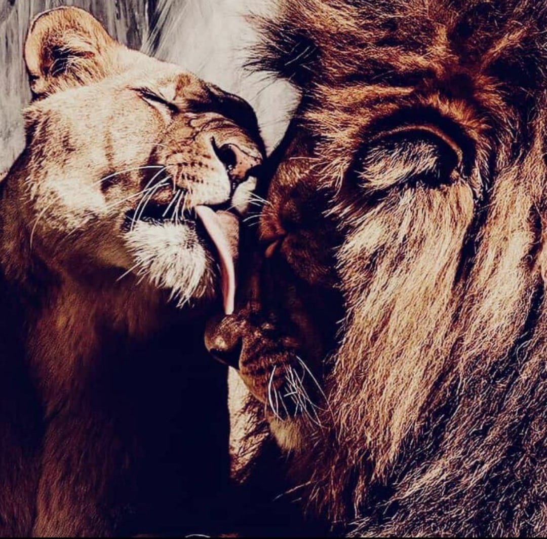 Животные вместе любовь