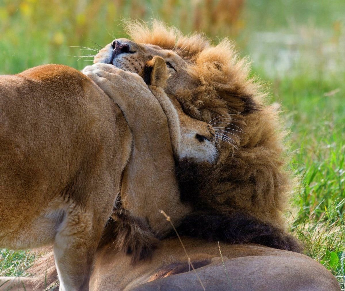 Картина Лев и львица