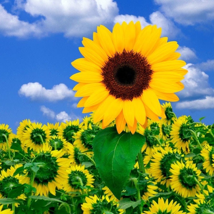 Открытки с днём рождения Дарине