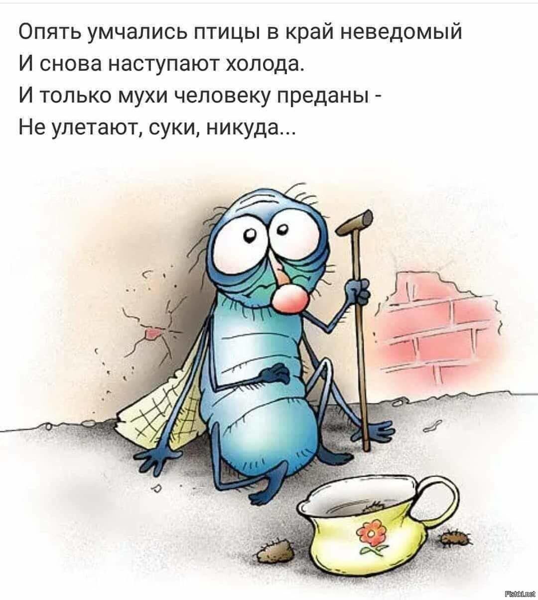 Мухи зимуют