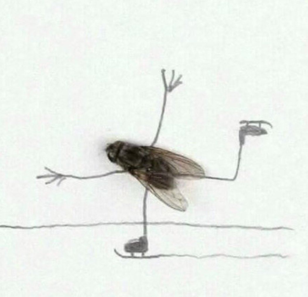 Влюбленные мухи