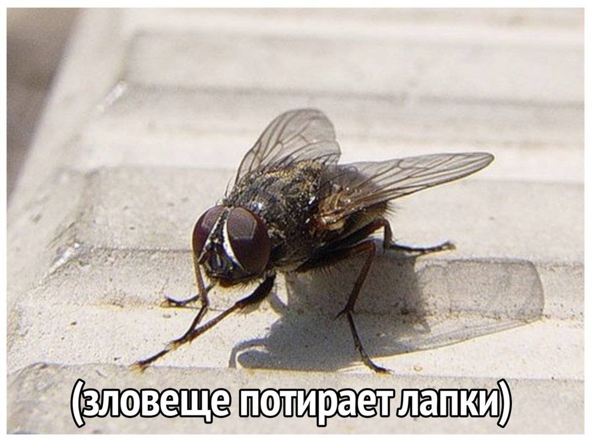 Надпись Муха