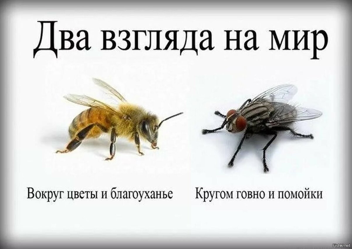 Муха из мультика