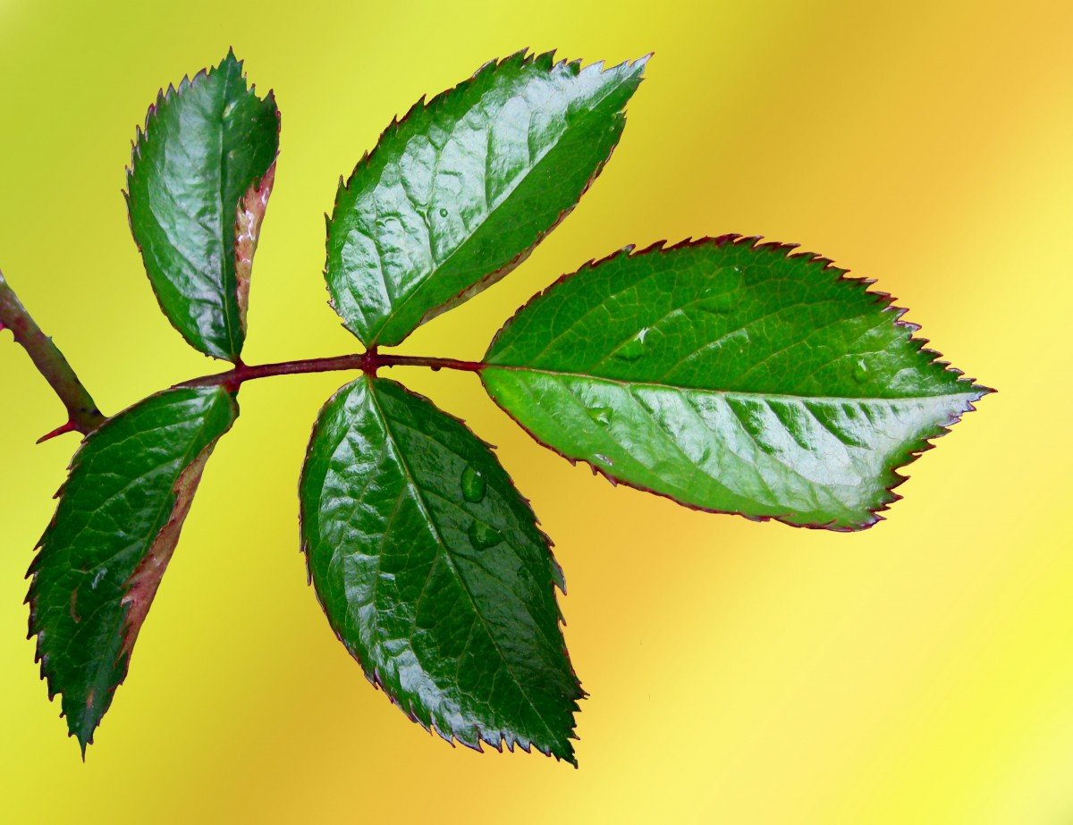 Листик розы