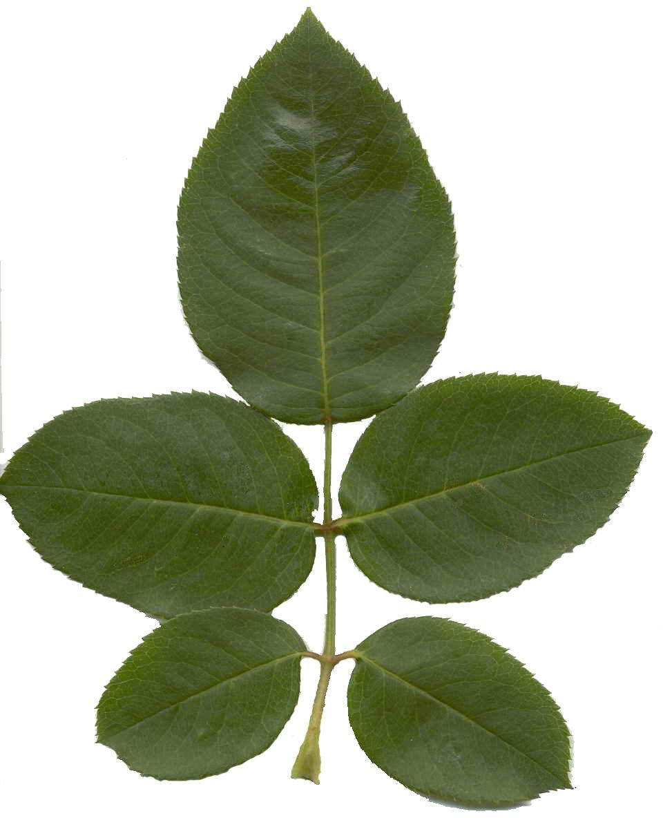 Rose Leaf